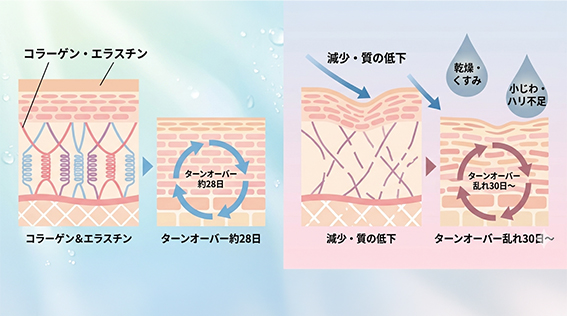 肌メカニズムを表している図
